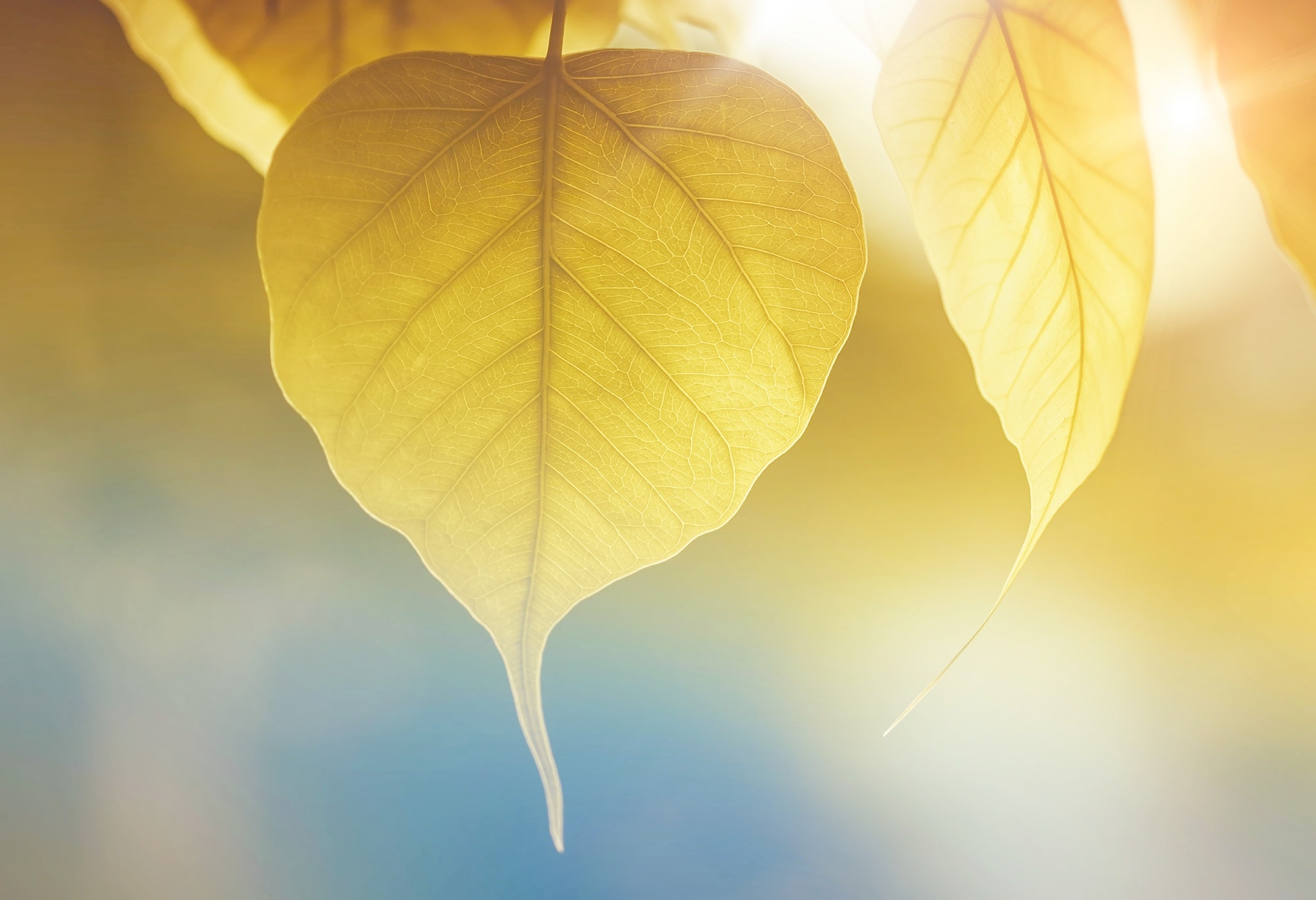 nature.leaf